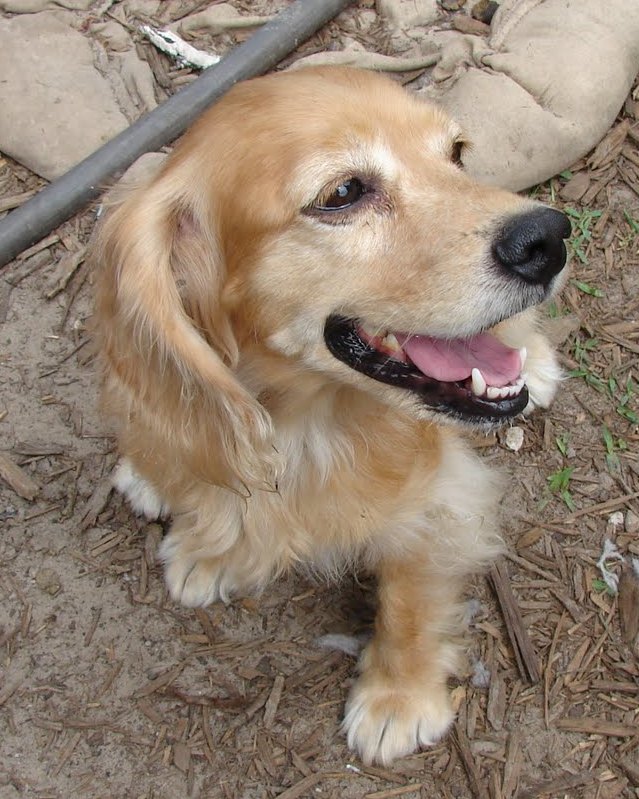 American Cocker Spaniel needs a home! - Chelsy - Please Adopt Me!